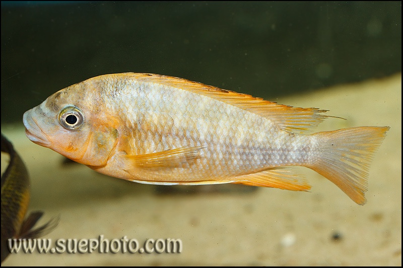 Petrochromis sp. 'red' Mahale Mountains NP